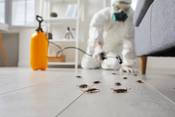Commercial Rodent Management in Hitchcock